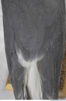 animal skin feathers seagull 0011